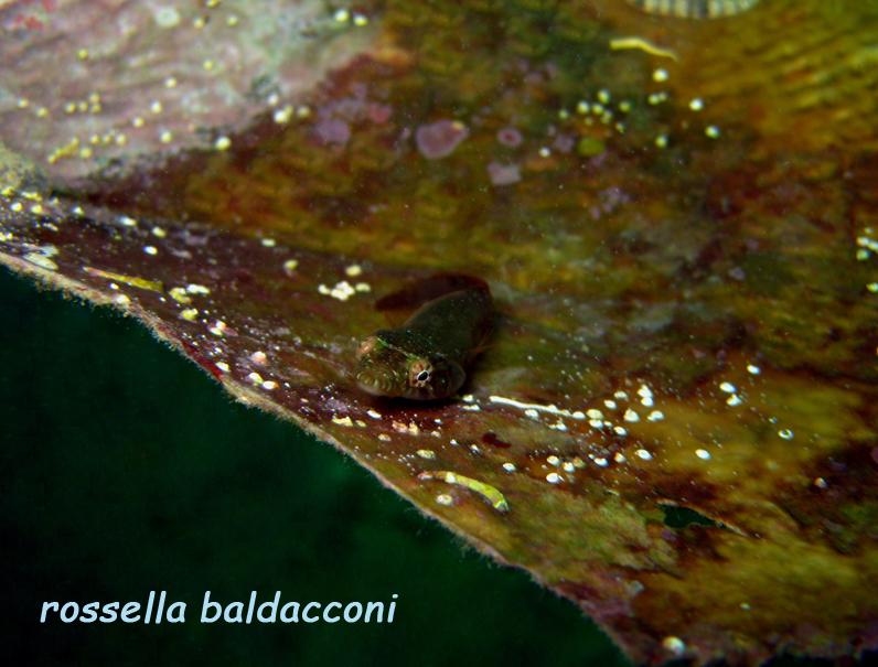 Lepadogaster candollii